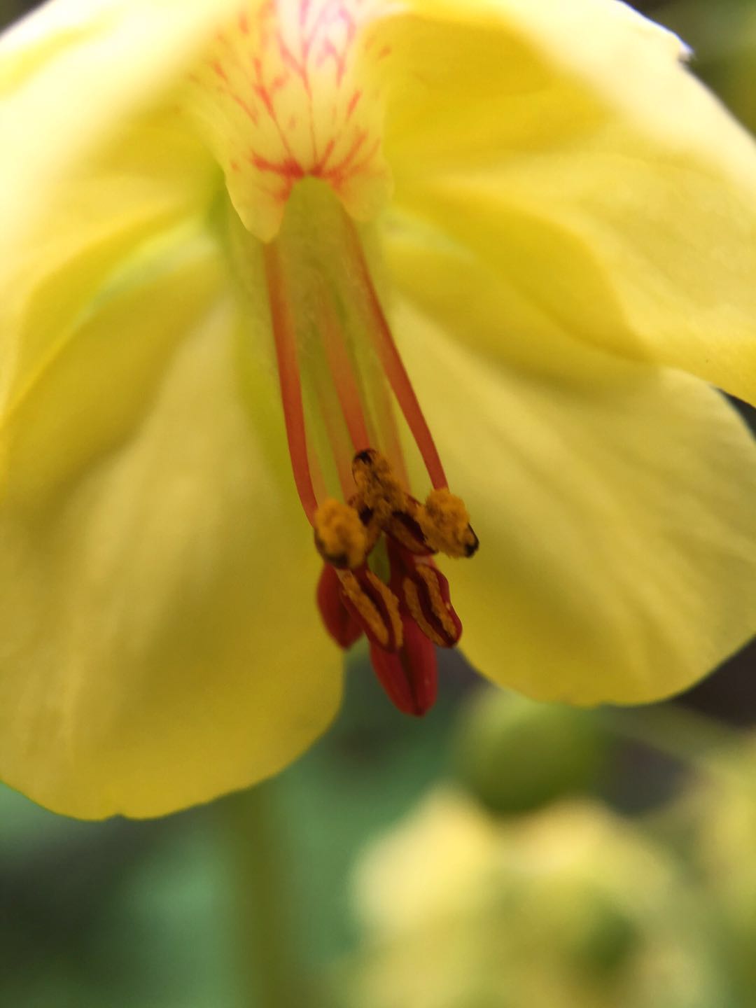 米乐M6官方入口_墨西U20: 克雷塔罗U20 狂虐普马斯U20 比分0:3 普马斯U20被虐(图3) 米乐M6