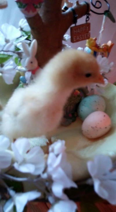 米乐M6官方入口:过去六届,墨西哥都倒在16强(图1) 米乐M6官方入口