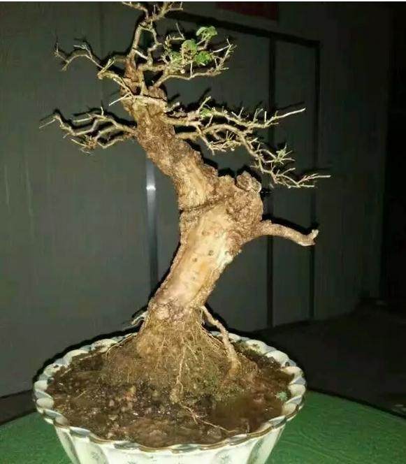 2020酒价:2005年52度全兴醇酒:m6最新官网(图3) 米乐M6