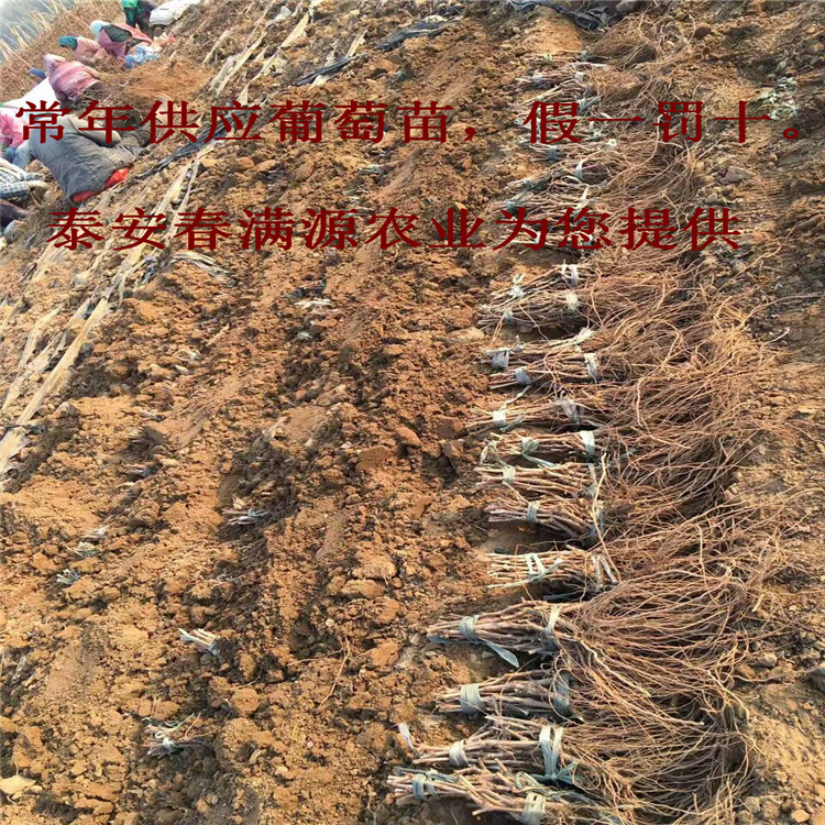 说“不上市”的顺丰怎么又“上市”了?-米乐M6官方入口(图1) 米乐M6官方入口