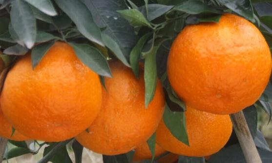 ‘米乐M6’长春打造辐射东北的现代物流综合服务中心(图2) 米乐M6